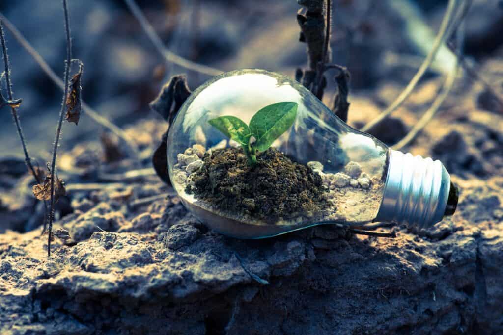 A lightbulb with new leaves growing inside is lying on dry soil, surrounded by wilted and dry leaves. This image depicts that innovative ideas can be nurtured in any environment.